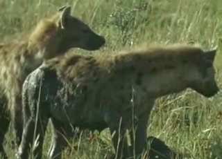 Horny hyenas fucking in the wilderness