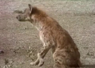 Horny hyenas fucking in the wilderness