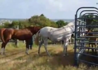 Dude watching horses getting it on