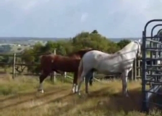 Dude watching horses getting it on