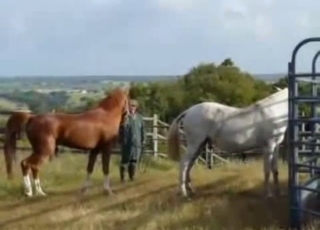 Dude watching horses getting it on