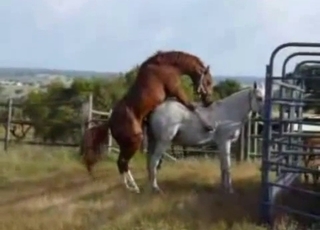 Dude watching horses getting it on
