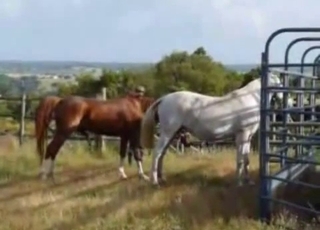Dude watching horses getting it on
