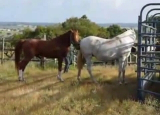 Dude watching horses getting it on