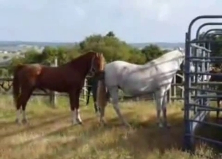 Dude watching horses getting it on