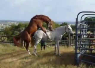 Dude watching horses getting it on