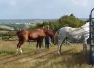 Dude watching horses getting it on