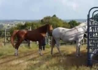 Dude watching horses getting it on