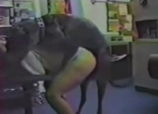 Doberman drills that warm human hole
