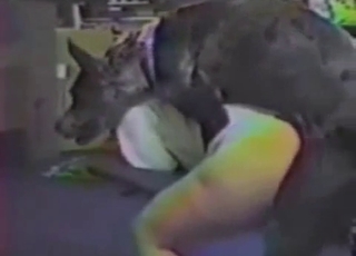 Doberman drills that warm human hole