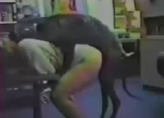 Doberman drills that warm human hole