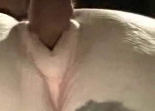 White horse gets gaped by a human dick