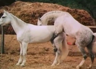 Two horses trying to fuck each other