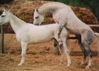 Two horses trying to fuck each other