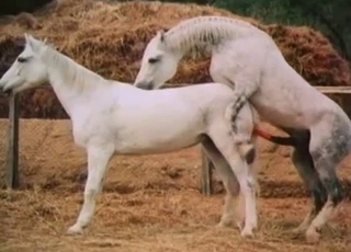 Two horses trying to fuck each other