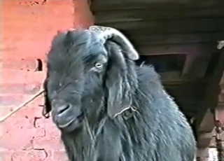 Black goat has fun drinking his own piss