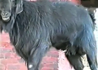 Black goat has fun drinking his own piss