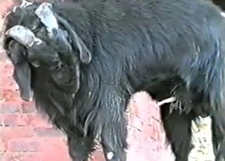 Black goat has fun drinking his own piss