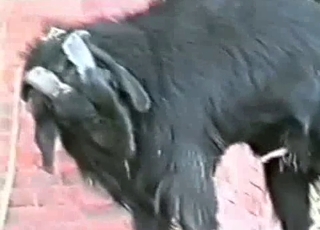 Black goat has fun drinking his own piss