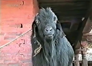 Black goat has fun drinking his own piss