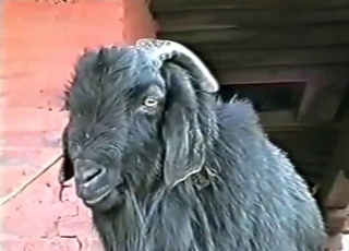 Black goat has fun drinking his own piss