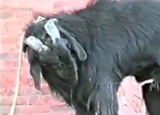 Black goat has fun drinking his own piss