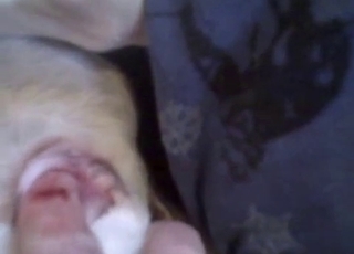 Playing with that delicious dog cunt