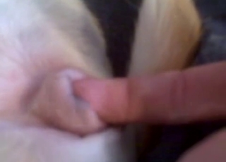 Playing with that delicious dog cunt
