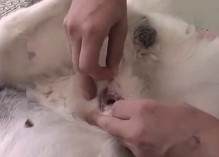 Big-dicked dog gets a nice handjob