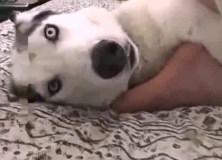 Big-dicked dog gets a nice handjob