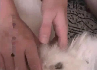 Big-dicked dog gets a nice handjob