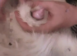 Big-dicked dog gets a nice handjob