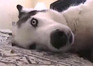 Big-dicked dog gets a nice handjob