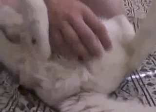 Big-dicked dog gets a nice handjob