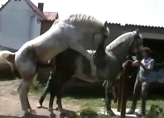 Sexed-up horses in heat, bestiality XXX