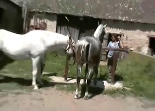Sexed-up horses in heat, bestiality XXX