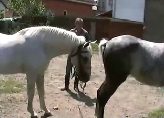 Sexed-up horses in heat, bestiality XXX