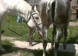 Sexed-up horses in heat, bestiality XXX
