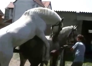 Sexed-up horses in heat, bestiality XXX