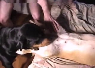Guy orchestrating dog fucking session