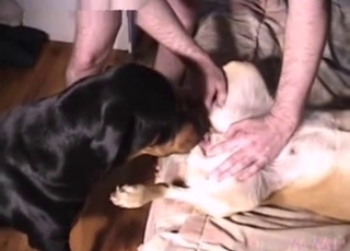 Guy orchestrating dog fucking session