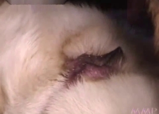 Guy orchestrating dog fucking session