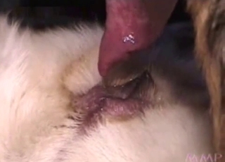 Guy orchestrating dog fucking session