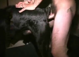 Hung stud drilling a black dog's pussy