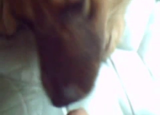 Horny brown dog with some tongue action