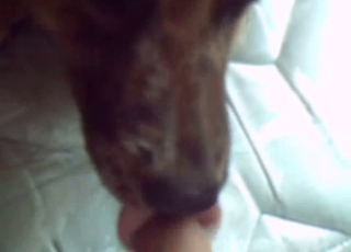 Horny brown dog with some tongue action