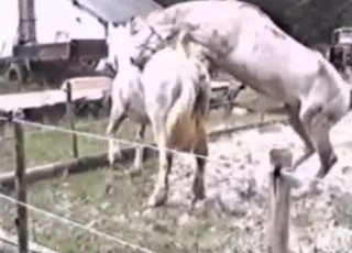 Two white horses fucking each other