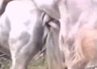 Two white horses fucking each other