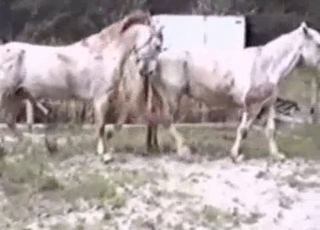 Two white horses fucking each other