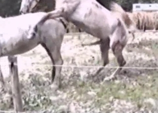 Two white horses fucking each other